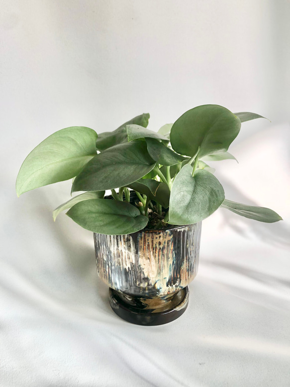 観葉植物/鉢セット 苗　スキンダプサス　オルモストシルバー　ギフト包装あり 2枚目の画像