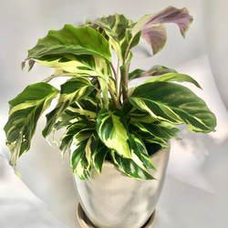 観葉植物/鉢セット　苗　カラテア　タイビューティー　ギフト包装あり 2枚目の画像