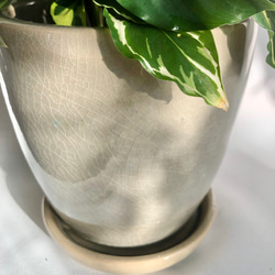 観葉植物/鉢セット　苗　カラテア　タイビューティー　ギフト包装あり 6枚目の画像
