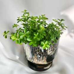 観葉植物/鉢セット　苗　ペペロミア　デピーナ　ギフト包装あり 1枚目の画像