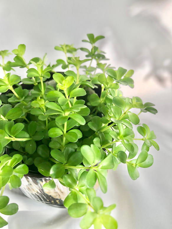 観葉植物/鉢セット　苗　ペペロミア　デピーナ　ギフト包装あり 3枚目の画像