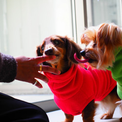 犬服　毛布みたいなハイネックタンクトップ　ライム 10枚目の画像