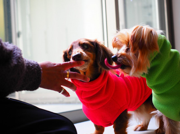 犬服　毛布みたいなハイネックタンクトップ　ライム 10枚目の画像