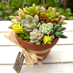多肉植物リメイク鉢寄せ植え(*´꒳`*) 多肉植物寄せ植え 取っ手付きガーデンポット シャムねこ