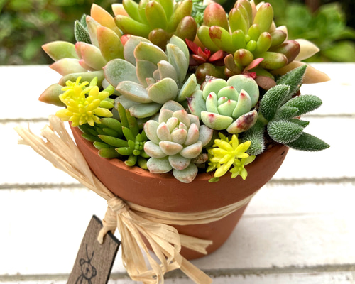 リメイク鉢49☆多肉植物☆寄せ植え☆インテリア 多肉植物観察☆新作リメイク鉢に多肉の寄せ植え - りらくら
