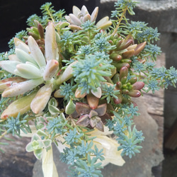 多肉植物 リメ缶のもりもりな寄せ植え 4枚目の画像