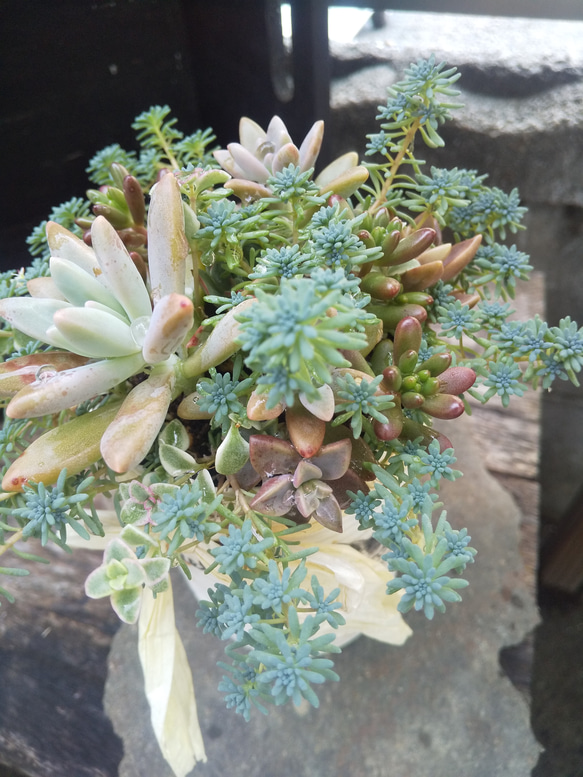 多肉植物 リメ缶のもりもりな寄せ植え 4枚目の画像