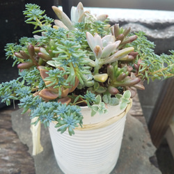 多肉植物 リメ缶のもりもりな寄せ植え 8枚目の画像