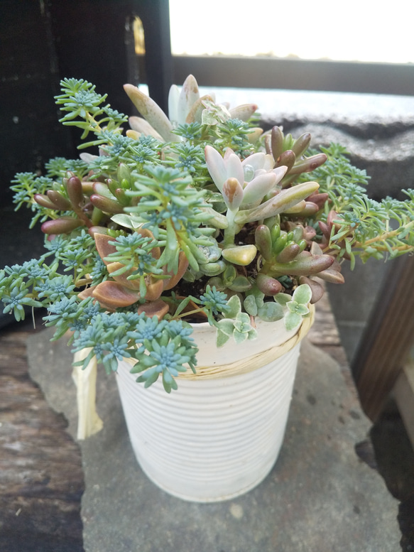 多肉植物 リメ缶のもりもりな寄せ植え 8枚目の画像