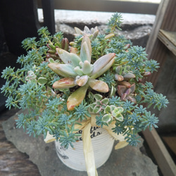 多肉植物 リメ缶のもりもりな寄せ植え 1枚目の画像