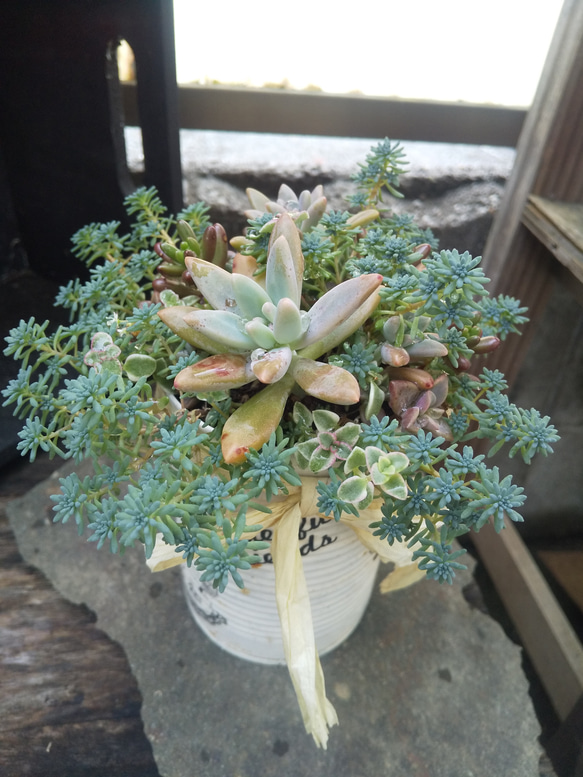 多肉植物 リメ缶のもりもりな寄せ植え 1枚目の画像