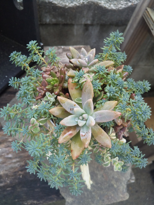 多肉植物 リメ缶のもりもりな寄せ植え 3枚目の画像