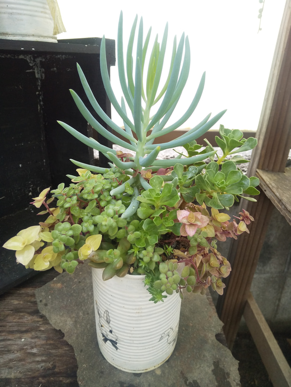 多肉植物 美空の鉾とチョコチップの寄せ植え 1枚目の画像