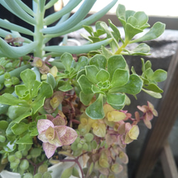 多肉植物 美空の鉾とチョコチップの寄せ植え 6枚目の画像