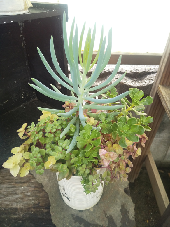 多肉植物 美空の鉾とチョコチップの寄せ植え 2枚目の画像