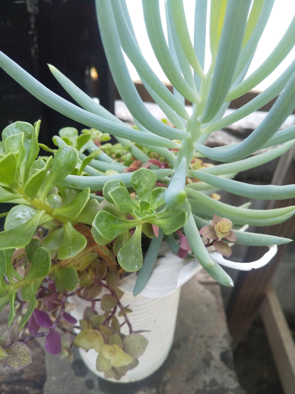 多肉植物 美空の鉾とチョコチップの寄せ植え 7枚目の画像