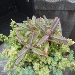 多肉植物 不死鳥の寄せ植え 4枚目の画像