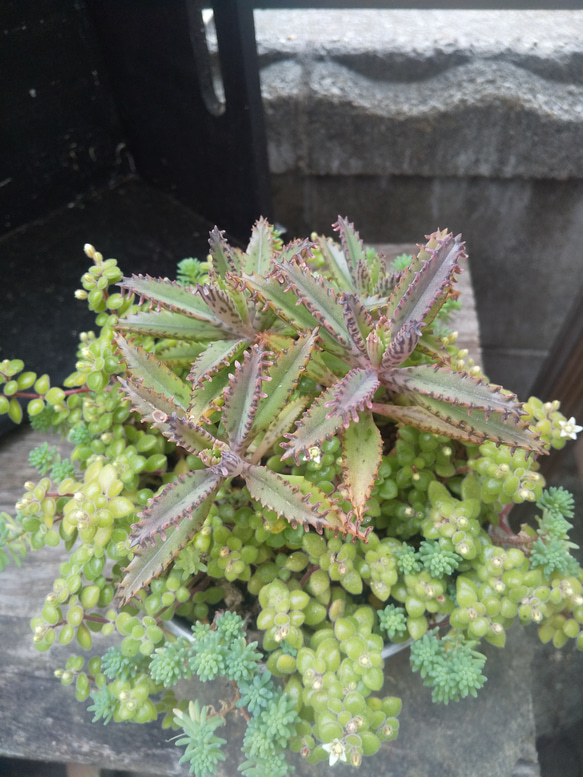 多肉植物 不死鳥の寄せ植え 4枚目の画像