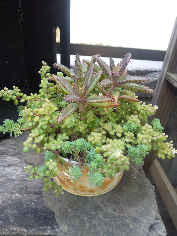 多肉植物 不死鳥の寄せ植え 1枚目の画像