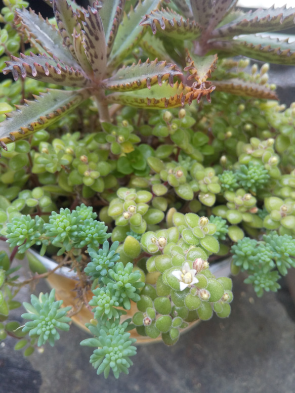 多肉植物 不死鳥の寄せ植え 2枚目の画像