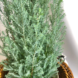 観葉植物/鉢セット　コニファー　シルバースター　苗　クリスマスツリー　ギフト包装 2枚目の画像