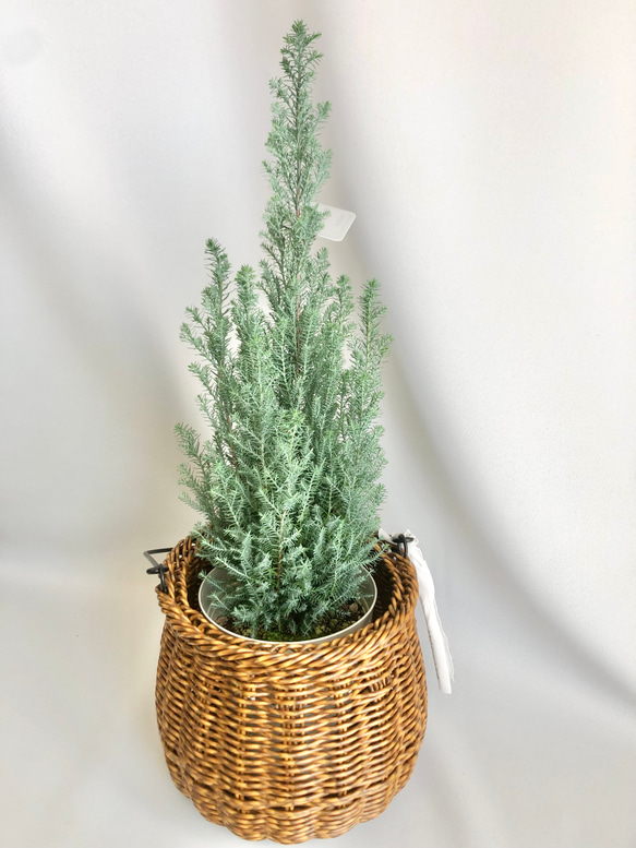 観葉植物/鉢セット　コニファー　シルバースター　苗　クリスマスツリー　ギフト包装 1枚目の画像