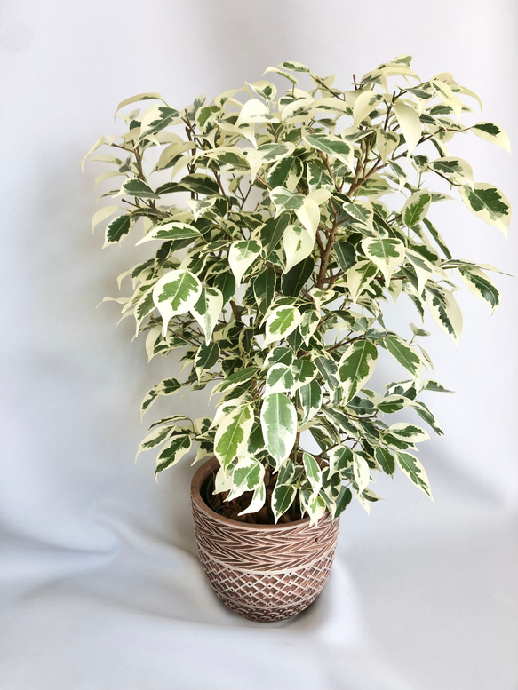 観葉植物/鉢セット　フィカス　ベンジャミン　スターライト　苗　ギフト包装あり 1枚目の画像
