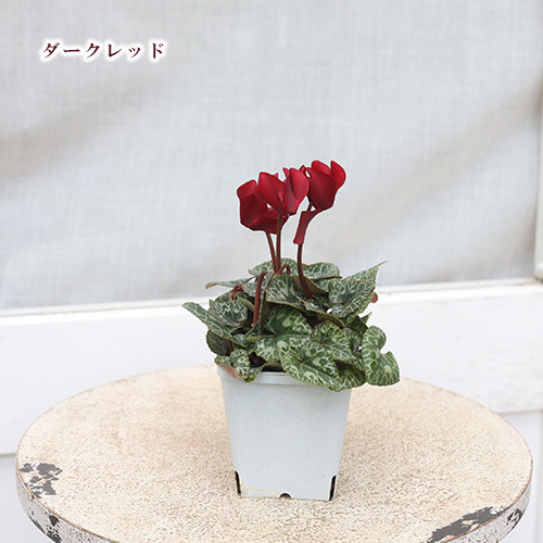 ＊桜＊　サンタクロース(大と小) とシクラメンの鉢植え3色セット ガーデンシクラメン シャイン 色MIXセット 2個～【花苗 3号