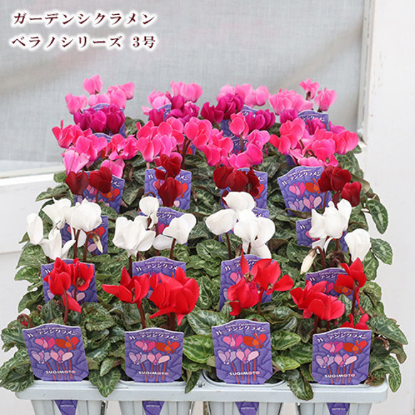 再入荷花苗 ガーデンシクラメン ベラノシリーズ 3号ポット 秋〜春 花