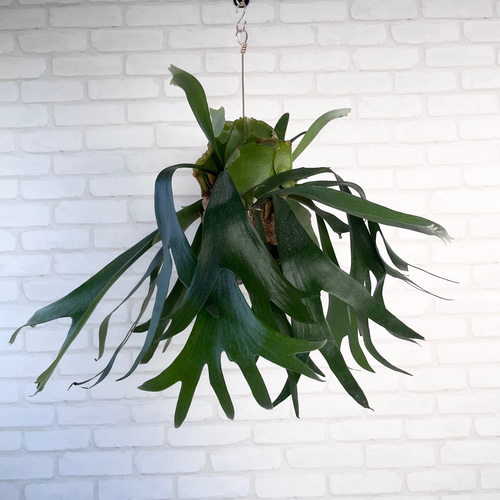 ビカクシダ コウモリラン 群生ビカクシダ流木付け 観葉植物 ハンギング