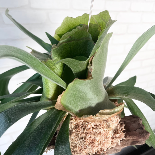 ビカクシダ コウモリラン 群生ビカクシダ流木付け 観葉植物