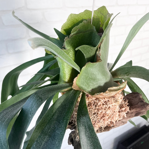 ビカクシダ コウモリラン 群生ビカクシダ流木付け 観葉植物 ビカクシダ コウモリラン 群生ビカクシダ流木付け 観葉植物