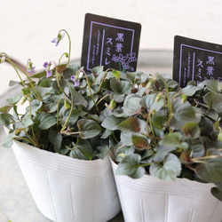 可憐な小花❤︎黒葉すみれ2苗セット 多肉植物 トータルプランツ