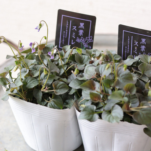 可憐な小花❤︎黒葉すみれ2苗セット 多肉植物 トータルプランツ