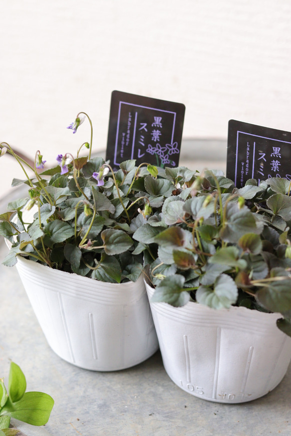 可憐な小花❤︎黒葉すみれ2苗セット 多肉植物 トータルプランツ