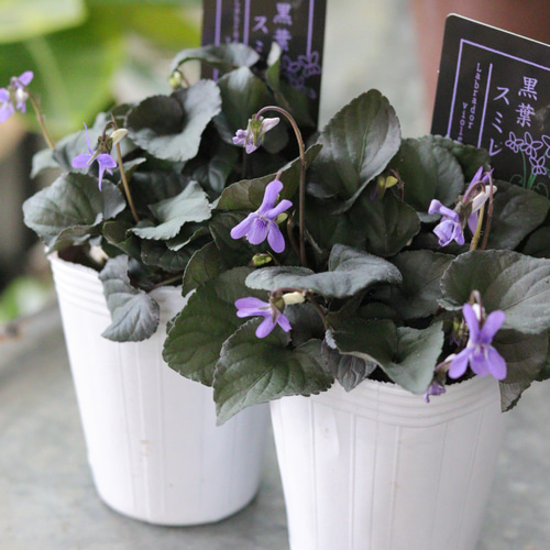 可憐な小花❤︎黒葉すみれ2苗セット 多肉植物 トータルプランツ