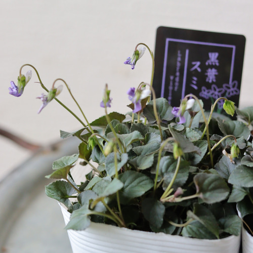 可憐な小花❤︎黒葉すみれ2苗セット 多肉植物 トータルプランツ