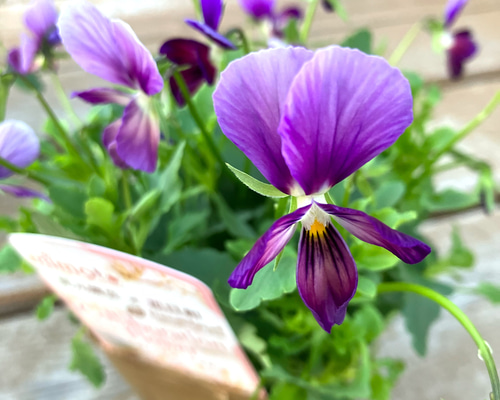 人気育種家 花日和さんと 見元園芸さんのコラボ！パンジー＆ビオラ