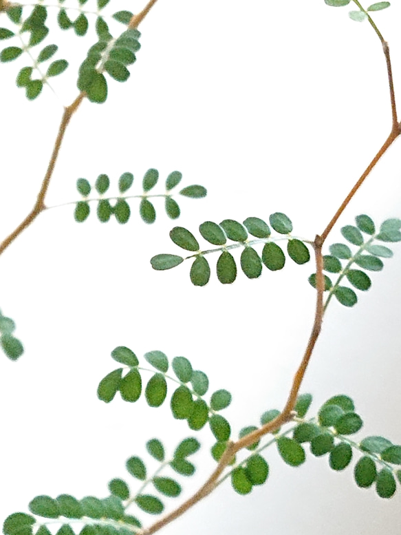 ●数量限定●新作● ”ソフォラ・リトルベイビー メルヘンの木　マットホワイト鉢/受け皿セット（陶器製）”　観葉植物 3枚目の画像