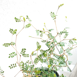 ●数量限定●新作● ”ソフォラ・リトルベイビー メルヘンの木　マットホワイト鉢/受け皿セット（陶器製）”　観葉植物 5枚目の画像
