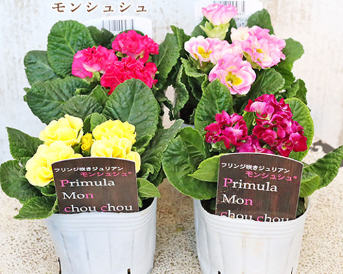 4苗セット花苗 フリル プリムラ ジュリアン モンシュシュ 3号ポット 春
