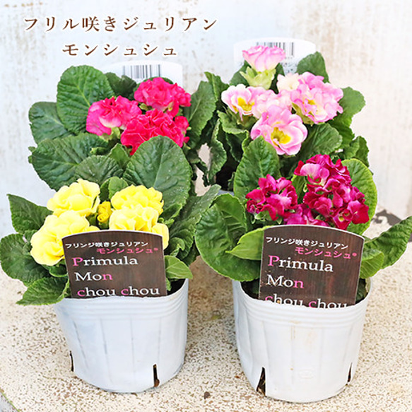 専用 KA27♥フェデネージュ クリームピンク♥花苗ポットごと 花苗