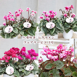 なおさん様 リクエスト 3点 まとめ商品 シクラメン ピポカ フェアリー