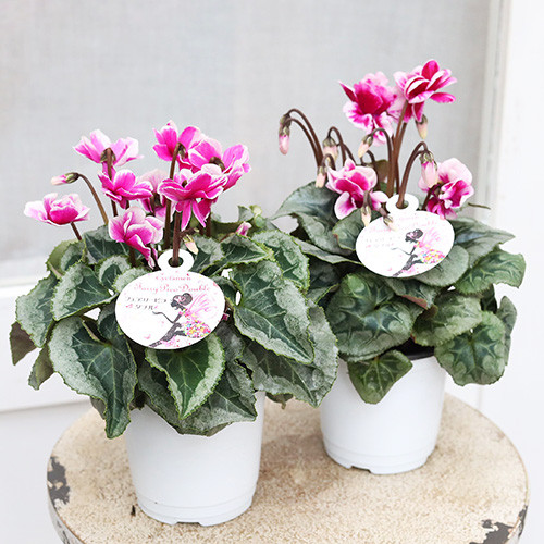 再入荷花苗 八重咲き シクラメン フェアリーピコ 3号 鉢植え 花壇