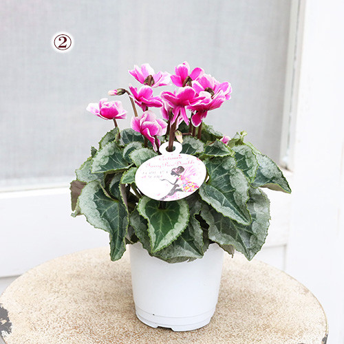 再入荷花苗 八重咲き シクラメン フェアリーピコ 3号 鉢植え 花壇