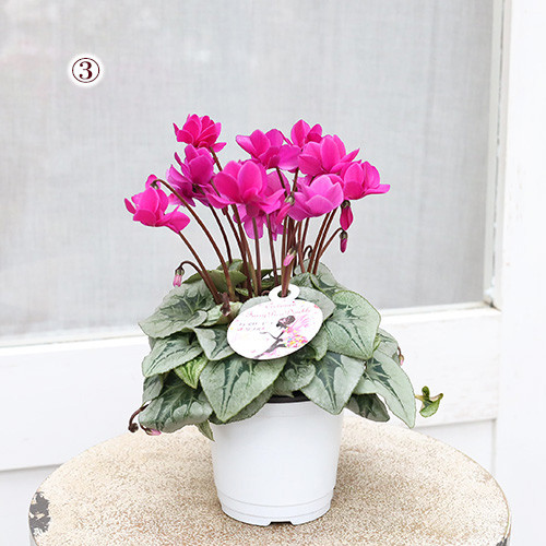 再入荷花苗 八重咲き シクラメン フェアリーピコ 3号 鉢植え 花壇
