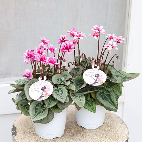 再入荷花苗 八重咲き シクラメン フェアリーピコ 3号 鉢植え 花壇
