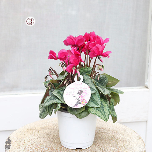 なおさん様 リクエスト 3点 まとめ商品　シクラメン　ピポカ　フェアリーピコ　他 なおさん様 リクエスト 3点 まとめ商品 シクラメン ピポカ フェアリー