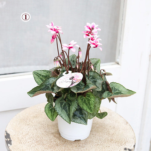 再入荷花苗 八重咲き シクラメン フェアリーピコ 3号 鉢植え 花壇