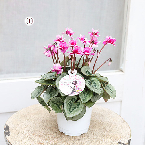 なおさん様 リクエスト 3点 まとめ商品　シクラメン　ピポカ　フェアリーピコ　他 なおさん様 リクエスト 3点 まとめ商品 シクラメン ピポカ フェアリー